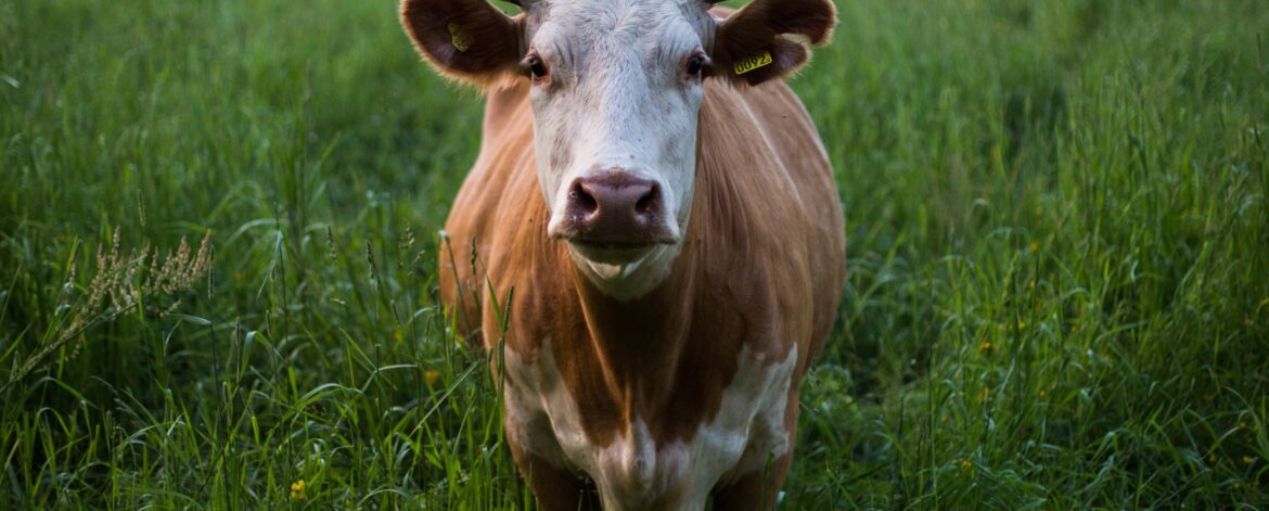 skull-kat-M7fi58_dF5k-unsplash skull-kat-M7fi58_dF5k-unsplash