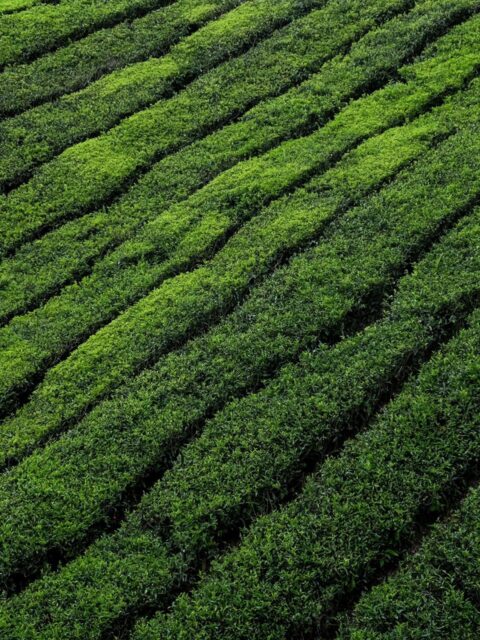 colin-roe-H1RWuPMIgBY-unsplash-scaled colin-roe-H1RWuPMIgBY-unsplash-scaled